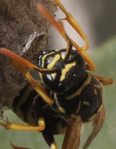 Réf. 336 078 : Polistes dominula